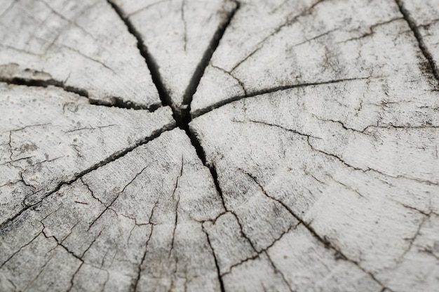 Colpo di alto angolo di un ceppo di legno bianco