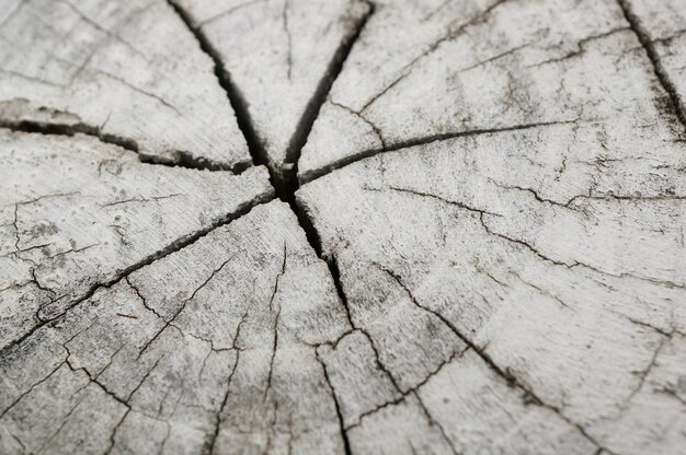 Colpo di alto angolo di un ceppo di legno bianco