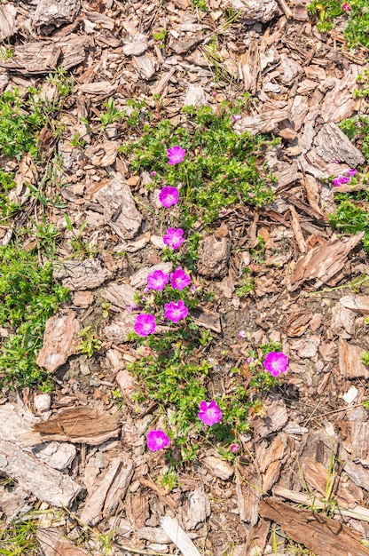 Colpo di alto angolo di un fiore che cresce sul terreno