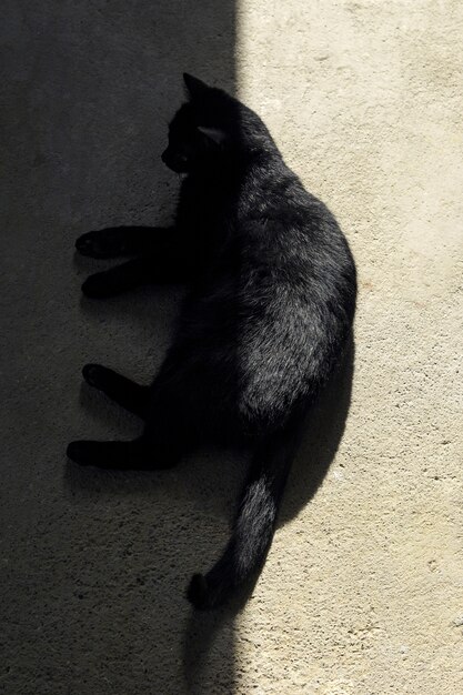 Colpo di alto angolo di un gatto nero sdraiato per terra