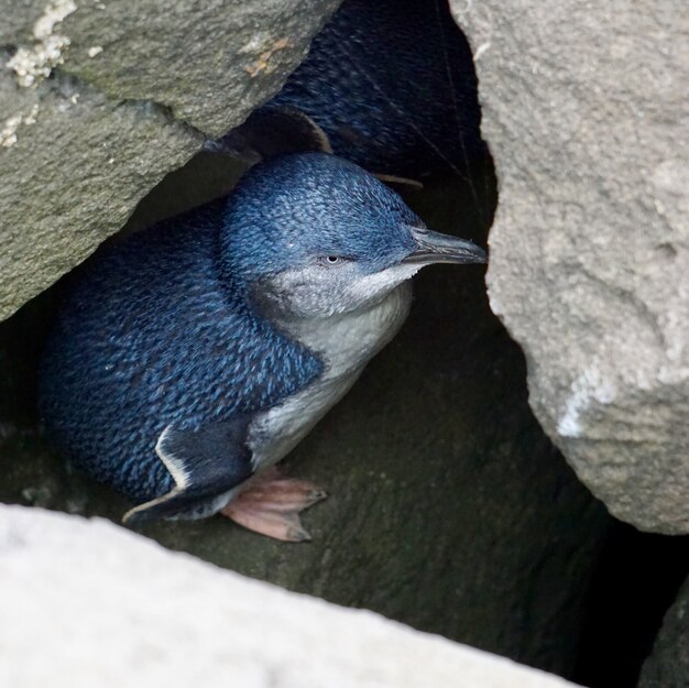 Colpo di alto angolo di un giovane pinguino al riparo tra le rocce