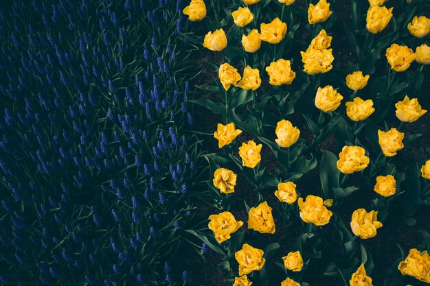 Colpo di alto angolo di un letto di fiori gialli in un bellissimo campo verde