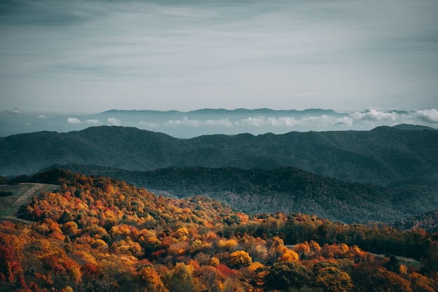 Colpo di alto angolo di una foresta di autunno colorato sotto il cielo cupo