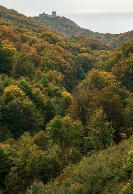 Colpo di alto angolo di una foresta verde dell'albero durante il giorno