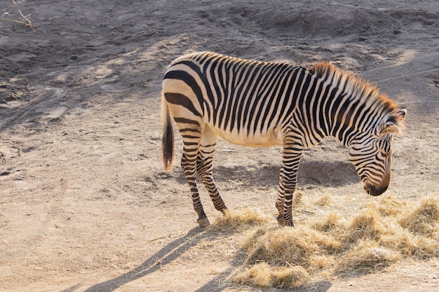 Colpo di alto angolo di una zebra che mangia fieno in uno zoo