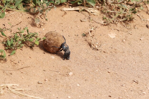 Colpo di alto angolo di uno scarabeo stercorario nero che trasporta un pezzo di strada di fango vicino alle piante