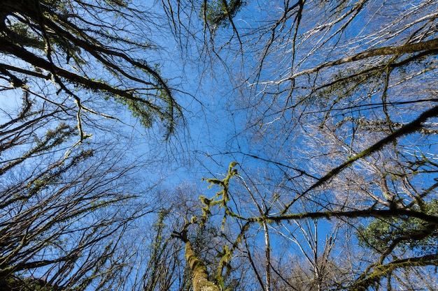 Colpo di angolo basso degli alberi asciutti vicino alla cascata Butori in Istria, Croazia