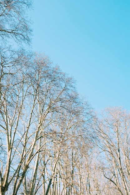 Colpo di angolo basso degli alberi sfrondati marroni sotto il bello cielo blu