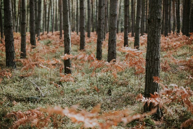 Colpo di angolo basso dei rami asciutti della felce di struzzo che crescono in una foresta con gli alberi alti