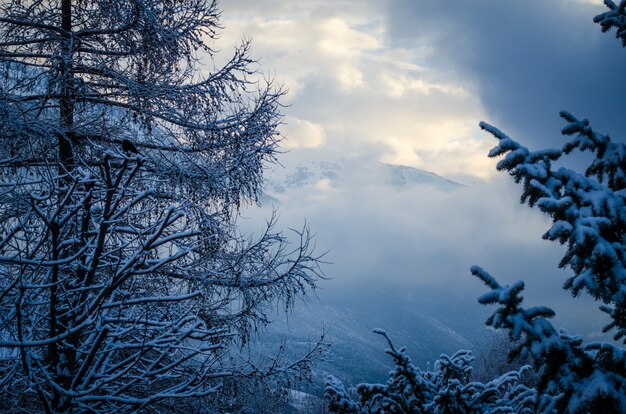 Colpo di angolo basso del cielo invernale bella sopra una foresta bianca coperta di neve