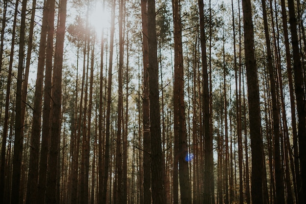 Colpo di angolo basso di abeti rossi alti in una foresta sotto il sole splendente nei precedenti