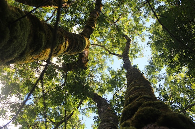 Colpo di angolo basso di alberi ad alto fusto con foglie verdi sotto il cielo limpido