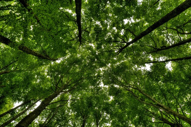 Colpo di angolo basso di alberi ad alto fusto in una bellissima foresta verde