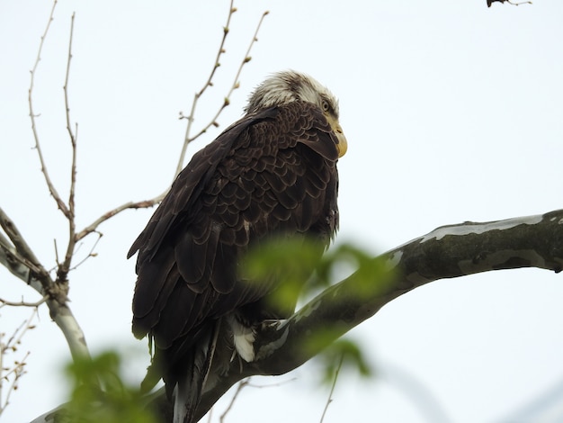 Colpo di angolo basso di un falco arrabbiato che sta su un ramo di albero con un bianco