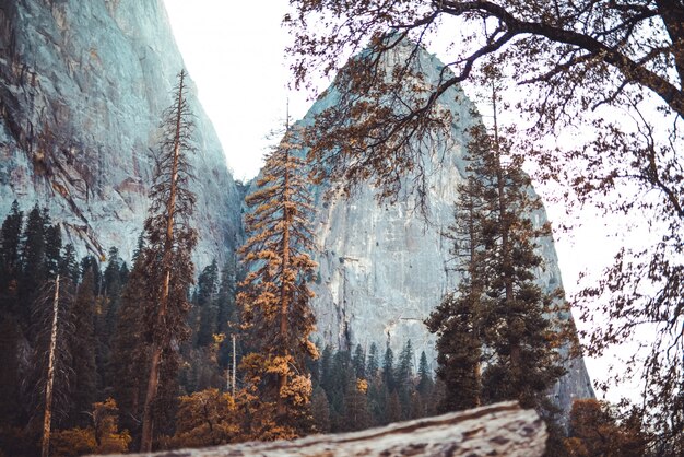 Colpo di angolo basso di uno splendido scenario di alte rocce dietro una foresta e un ramo di un albero di fronte