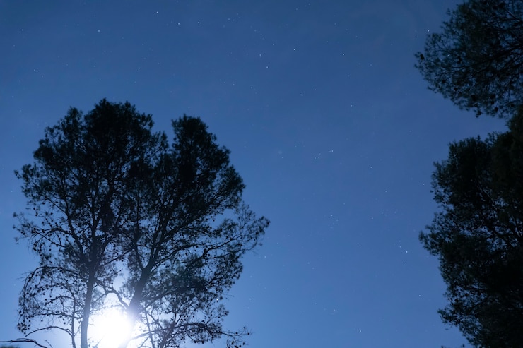 Foto gratuito colpo di angolo basso nella foresta con il cielo stellato