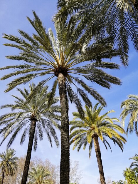 Colpo di angolo basso verticale delle palme con il cielo blu