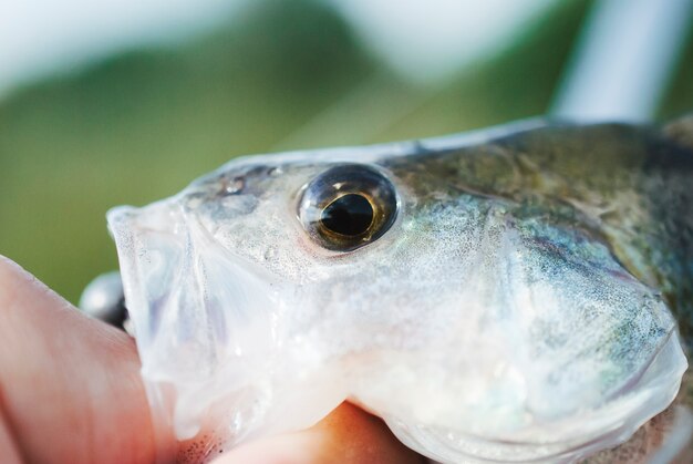 Colpo di dettaglio di un occhio di pesce