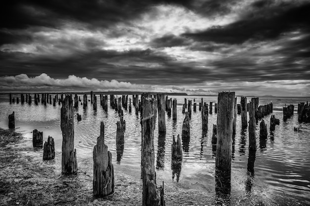 Colpo di gradazione di grigio di molti ceppi di legno nel mare sotto le nuvole di tempesta strabilianti