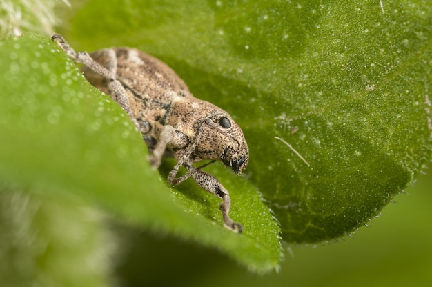 Colpo di macrofotografia di una cavalletta alata che si siede su una foglia verde fresca