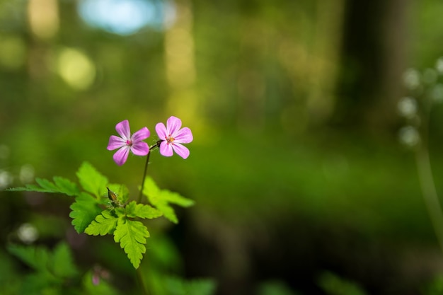 Colpo di messa a fuoco selettiva dei fiori di campo viola nel giardino