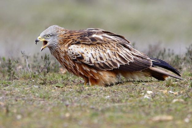 Colpo di messa a fuoco selettiva del primo piano di un bellissimo falco