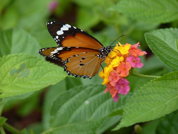 Colpo di messa a fuoco selettiva della farfalla danaus chrysippuspus