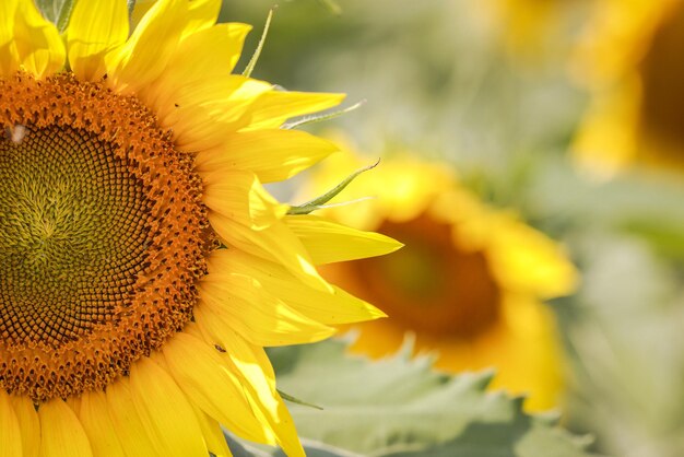 Colpo di messa a fuoco selettiva della pianta di girasole in fiore nel campo