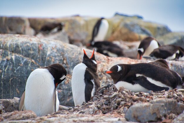 Colpo di messa a fuoco selettiva di adorabili pinguini che riposano sulle rocce