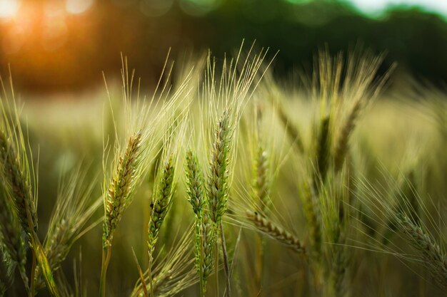 Colpo di messa a fuoco selettiva di alcuni grano in un campo