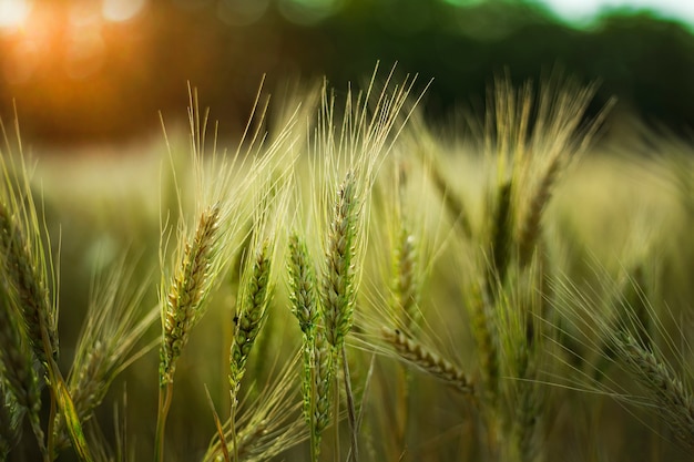 Colpo di messa a fuoco selettiva di alcuni grano in un campo