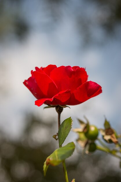 Colpo di messa a fuoco selettiva di bellissime rose rosse in uno sfondo sfocato