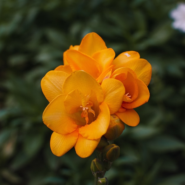 Colpo di messa a fuoco selettiva di bellissimi fiori d'arancio in mezzo alle piante