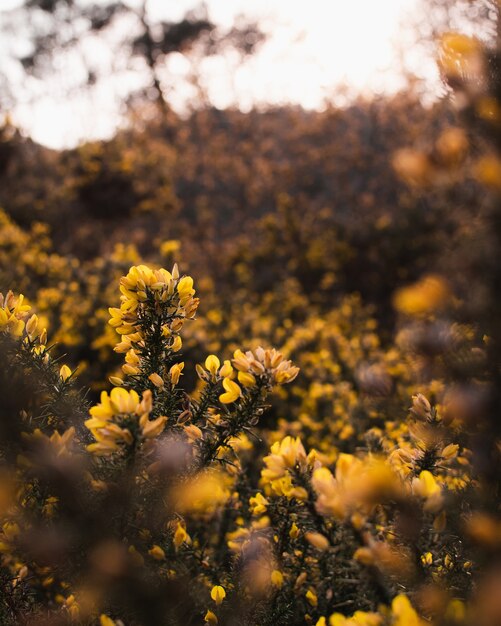 Colpo di messa a fuoco selettiva di bellissimi fiori gialli circondati da cespugli verdi