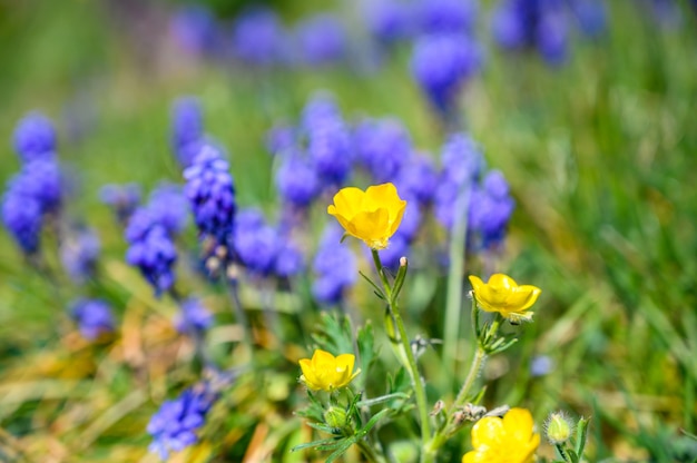 Colpo di messa a fuoco selettiva di bellissimi fiori gialli e viola su un campo coperto di erba