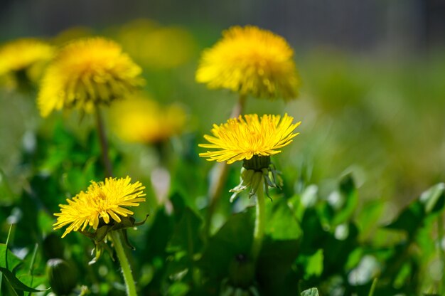 Colpo di messa a fuoco selettiva di bellissimi fiori gialli su un campo coperto d'erba