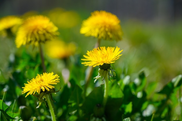 Colpo di messa a fuoco selettiva di bellissimi fiori gialli su un campo coperto d'erba