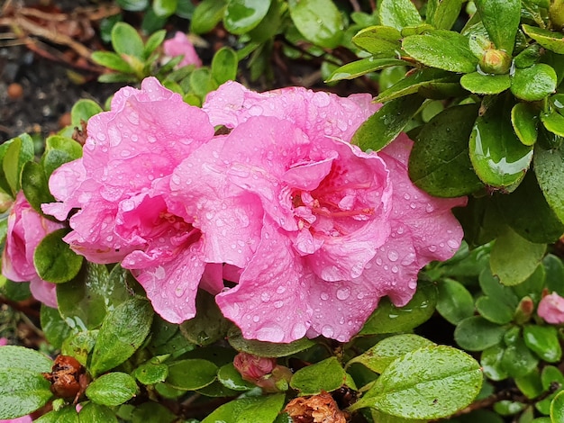 Colpo di messa a fuoco selettiva di bellissimi fiori rosa di famiglia delle quattro sul cespuglio