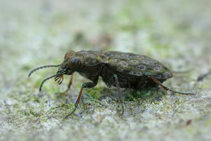 Foto gratuito colpo di messa a fuoco selettiva di elaphrus riparius beetle