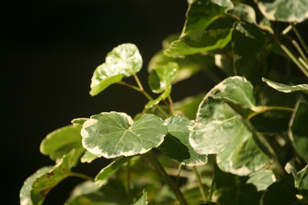 Colpo di messa a fuoco selettiva di fogliame verde fresco