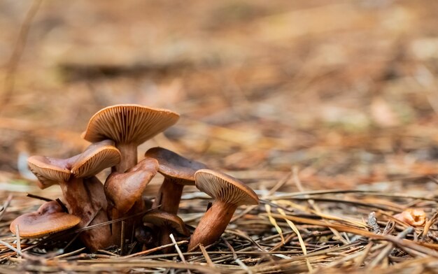 Colpo di messa a fuoco selettiva di funghi marroni nella foresta