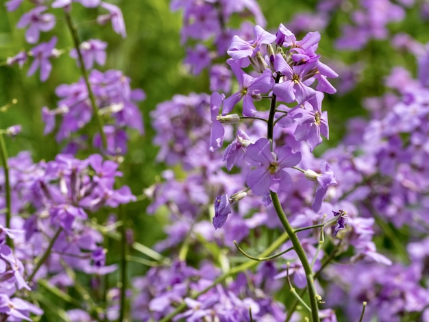 Colpo di messa a fuoco selettiva di gillyflowers lilla incantevoli nel giardino