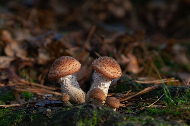 Colpo di messa a fuoco selettiva di piccoli funghi che crescono nella foresta