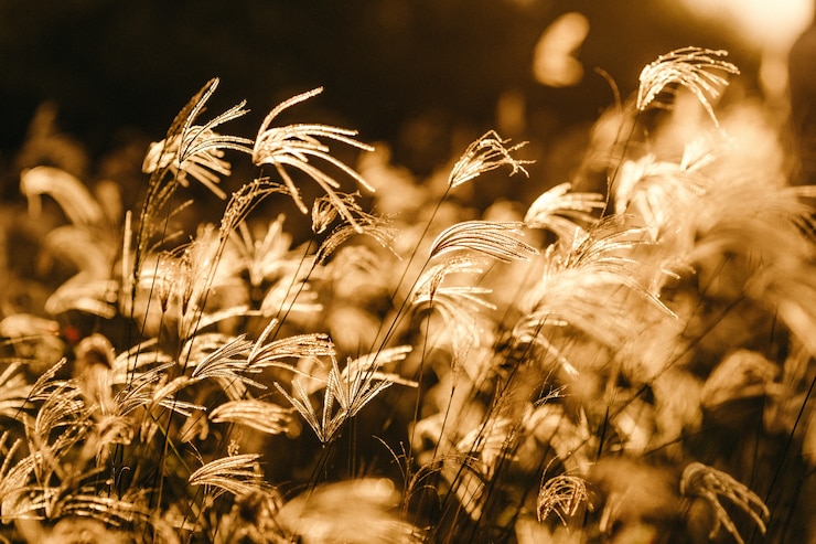 Foto gratuito colpo di messa a fuoco selettiva di rami di sweetgrass sotto la luce del sole dorato