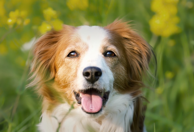 Colpo di messa a fuoco selettiva di un adorabile cane Kooikerhondje