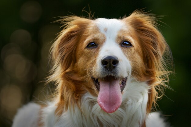 Colpo di messa a fuoco selettiva di un adorabile cane Kooikerhondje