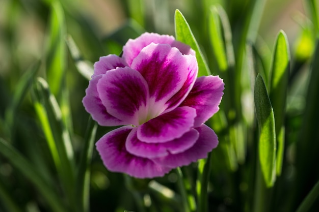 Colpo di messa a fuoco selettiva di un bel fiore rosa nel mezzo di un campo coperto d'erba