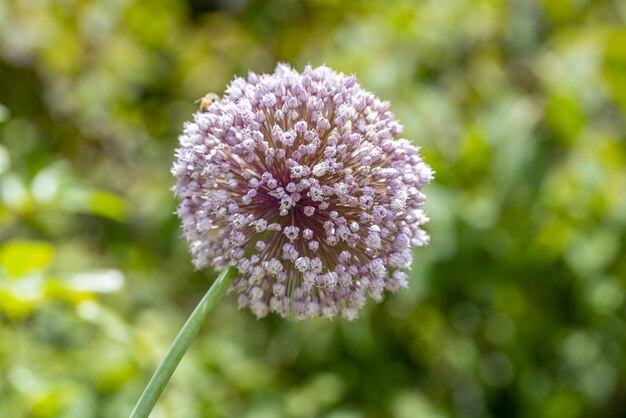 Colpo di messa a fuoco selettiva di un bellissimo fiore allium con offuscata