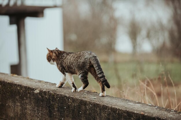 Colpo di messa a fuoco selettiva di un bellissimo gatto su una superficie di pietra