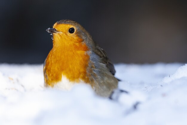 Colpo di messa a fuoco selettiva di un bellissimo pettirosso europeo seduto nella neve